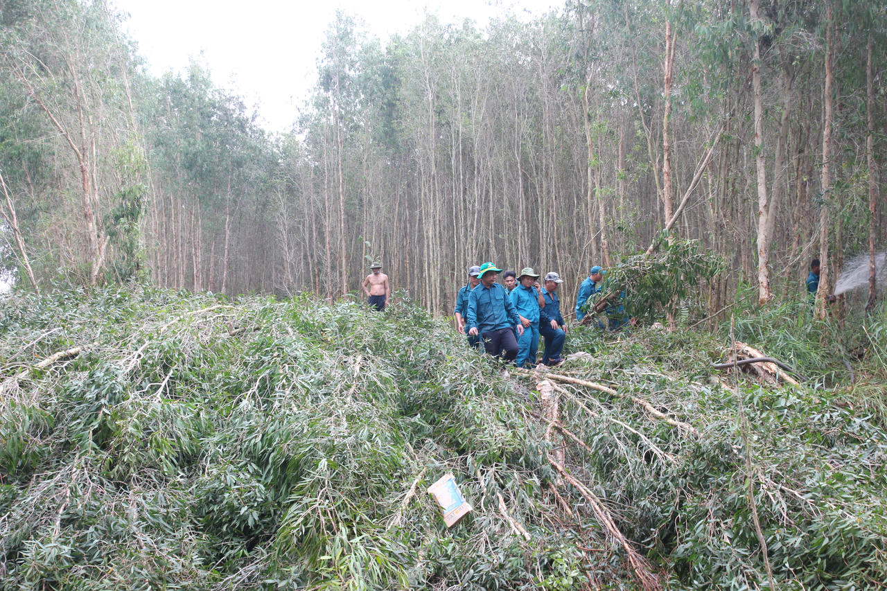 Đám cháy rừng tràm ở Cà Mau cơ bản được khống chế