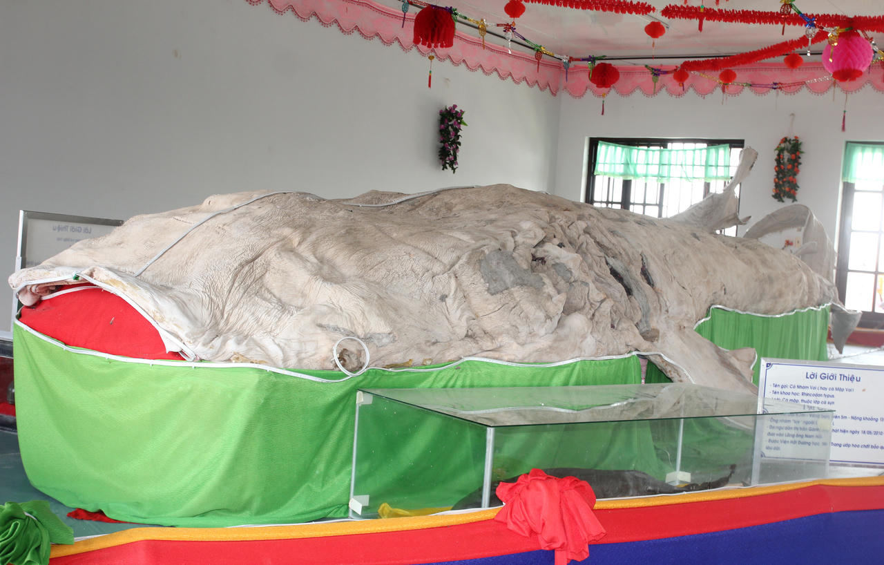 Lễ hội Nghinh Ông và trưng bày đặc sản của huyện Đông Hải