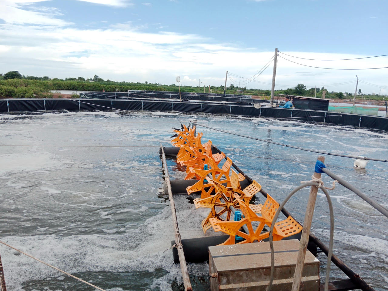 Ứng dụng công nghệ cao để phát triển thương hiệu tôm Bạc Liêu