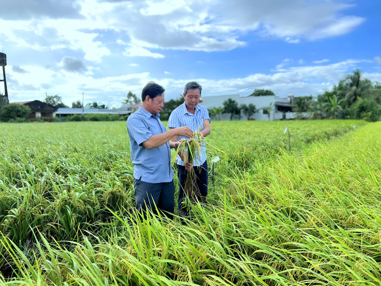Bạc Liêu liên kết sản xuất để phát triển sản xuất - tiêu thụ nông sản 