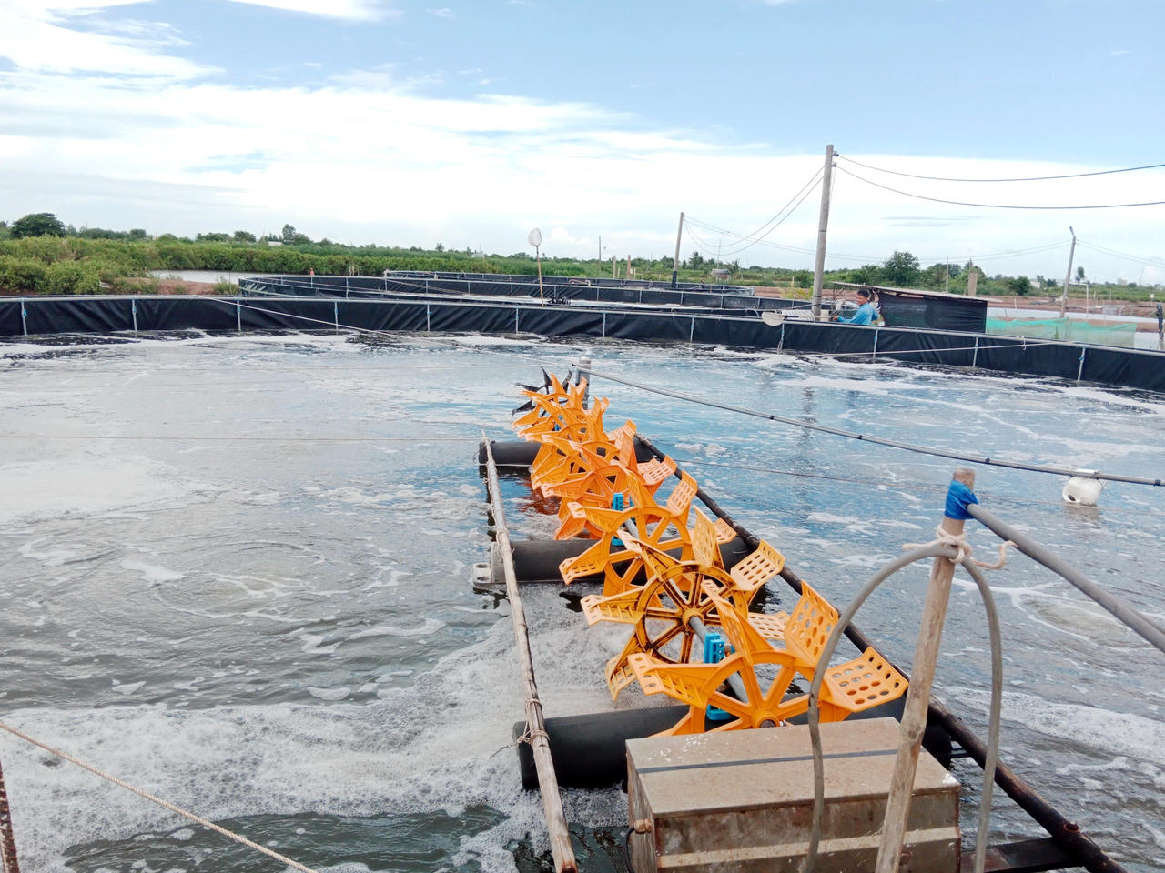 Bạc Liêu hướng tới mục tiêu nuôi tôm đạt chuẩn ASC