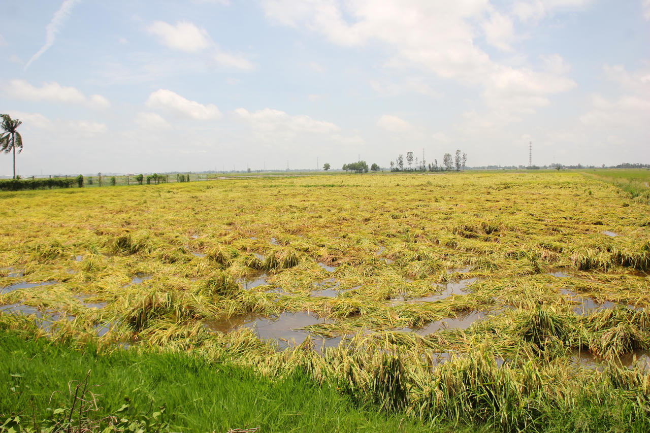 Nông dân Bạc Liêu khắc phục thiệt hại lúa do mưa lớn kéo dài