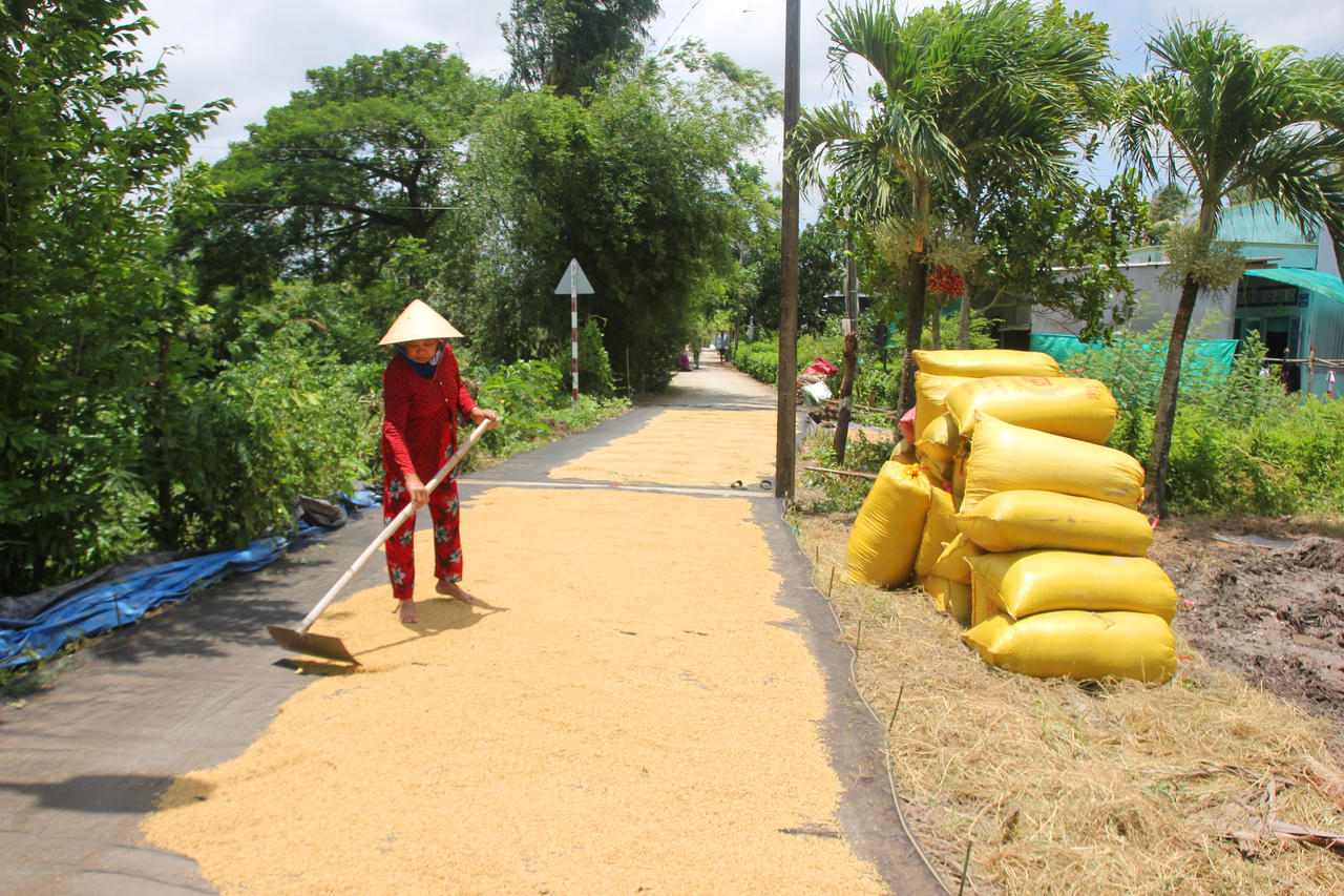 Nông dân Bạc Liêu khắc phục thiệt hại lúa do mưa lớn kéo dài