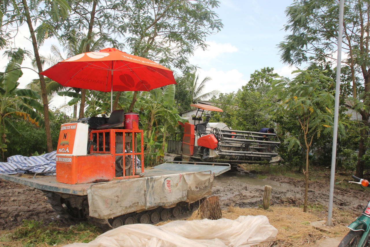 Nông dân Bạc Liêu khắc phục thiệt hại lúa do mưa lớn kéo dài