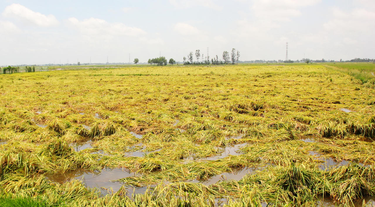 Hỗ trợ nông dân Bạc Liêu thu hoạch lúa Hè Thu bị đổ, ngã do mưa bão