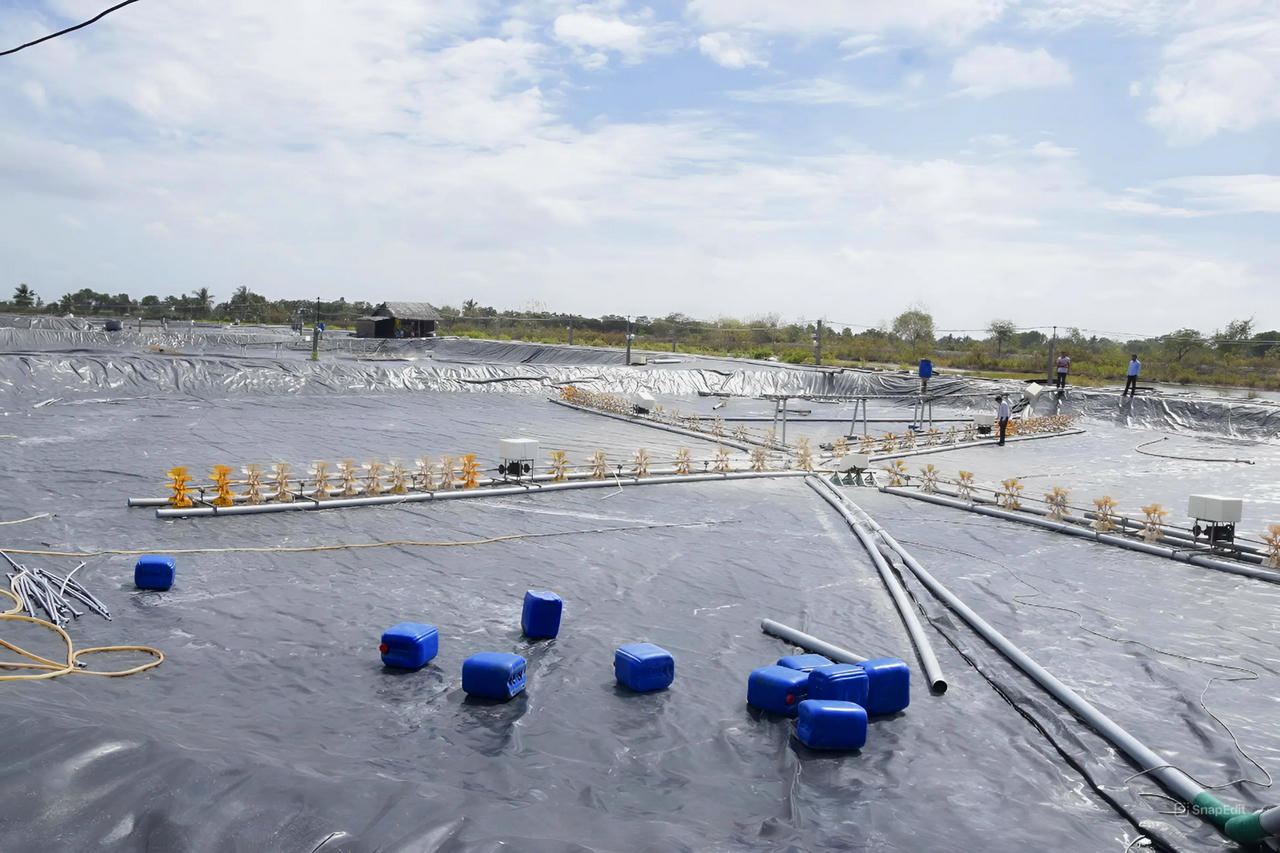 Cà Mau chuyển đổi cơ cấu, tăng năng suất tôm nuôi