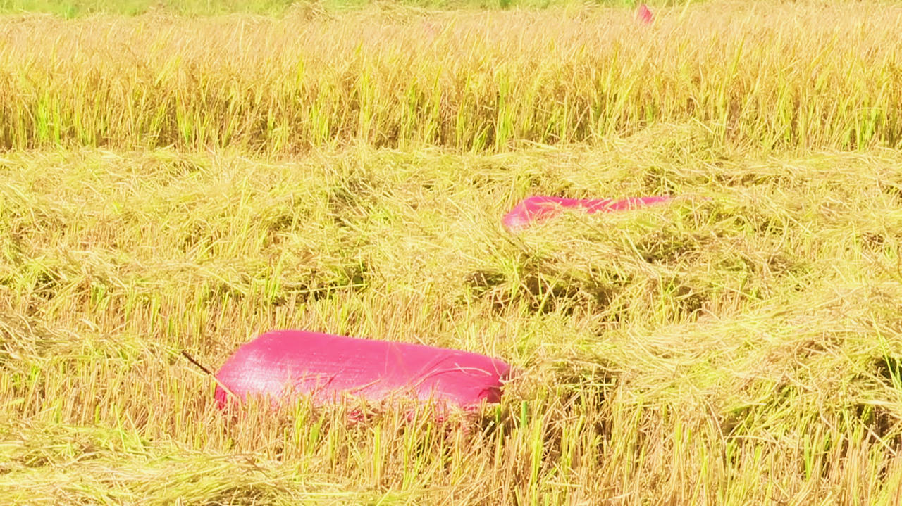 Nông dân Bạc Liêu lao đao tìm thương lái mua lúa