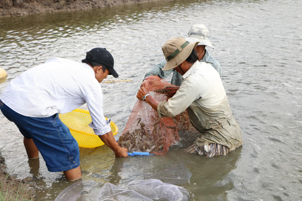Kinh tế nông nghiệp làm chủ lực trong định hướng phát triển của Bạc Liêu
