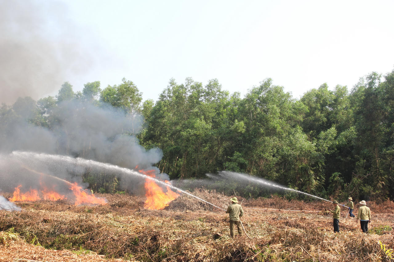 Công ty TNHH MTV Lâm nghiệp U Minh Hạ: Nỗ lực bảo vệ 'lá phổi xanh' gắn với phát triển du lịch xanh