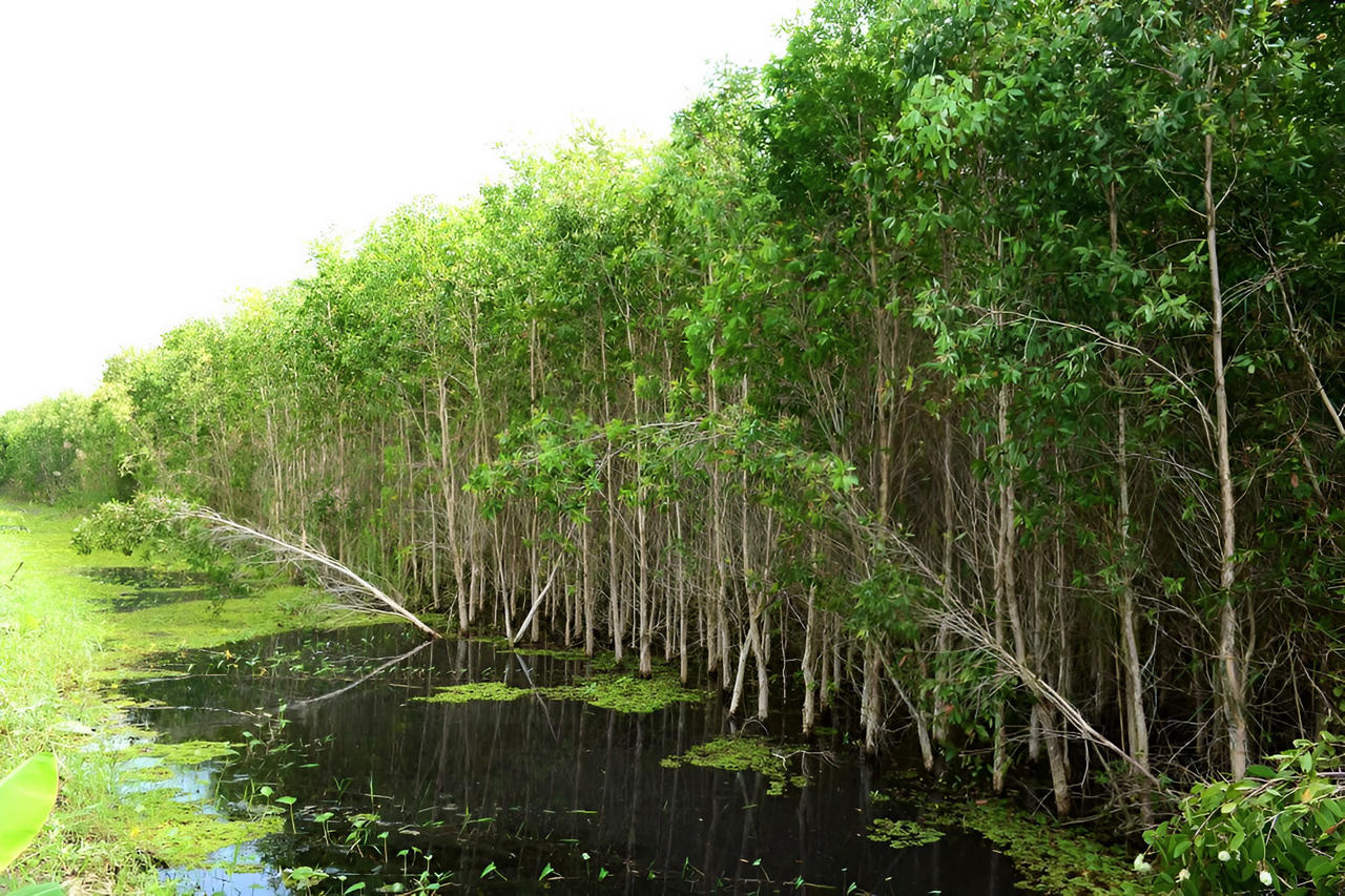 Công ty TNHH MTV Lâm nghiệp U Minh Hạ: Nỗ lực bảo vệ 'lá phổi xanh' gắn với phát triển du lịch xanh