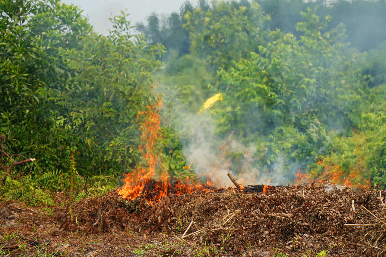 Cà Mau chủ động phòng ngừa cháy rừng từ sớm