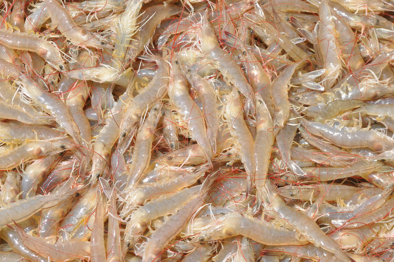 Cà Mau đẩy mạnh phát triển ngành tôm 