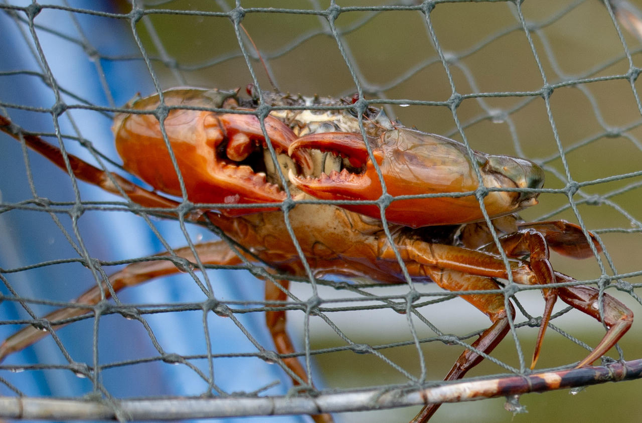 Cà Mau đẩy mạnh phát triển ngành hàng cua