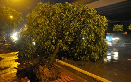 Cây xanh đổ hàng loạt trên phố Hà Nội sau trận mưa lớn