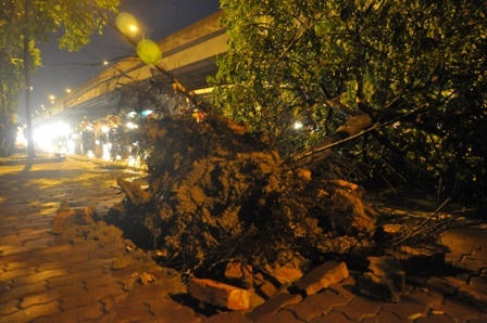 Cây xanh đổ hàng loạt trên phố Hà Nội sau trận mưa lớn