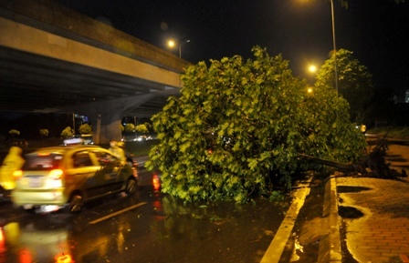Cây xanh đổ hàng loạt trên phố Hà Nội sau trận mưa lớn