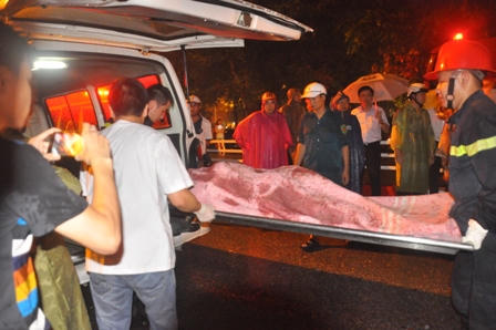 Hà Nội: Cây cổ thụ đổ đè bẹp taxi, tài xế tử vong tại chỗ