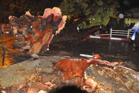 Hà Nội: Cây cổ thụ đổ đè bẹp taxi, tài xế tử vong tại chỗ