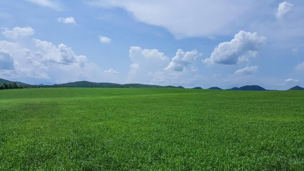 Lạc bước trên cánh đồng cỏ mombasa lớn nhất thế giới