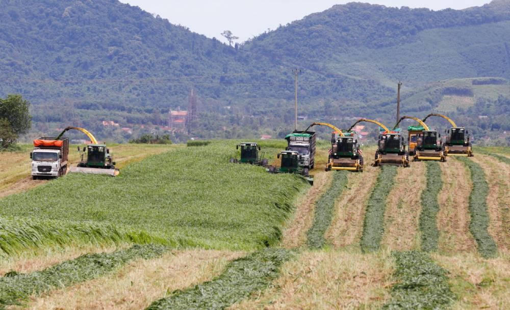 Lạc bước trên cánh đồng cỏ mombasa lớn nhất thế giới