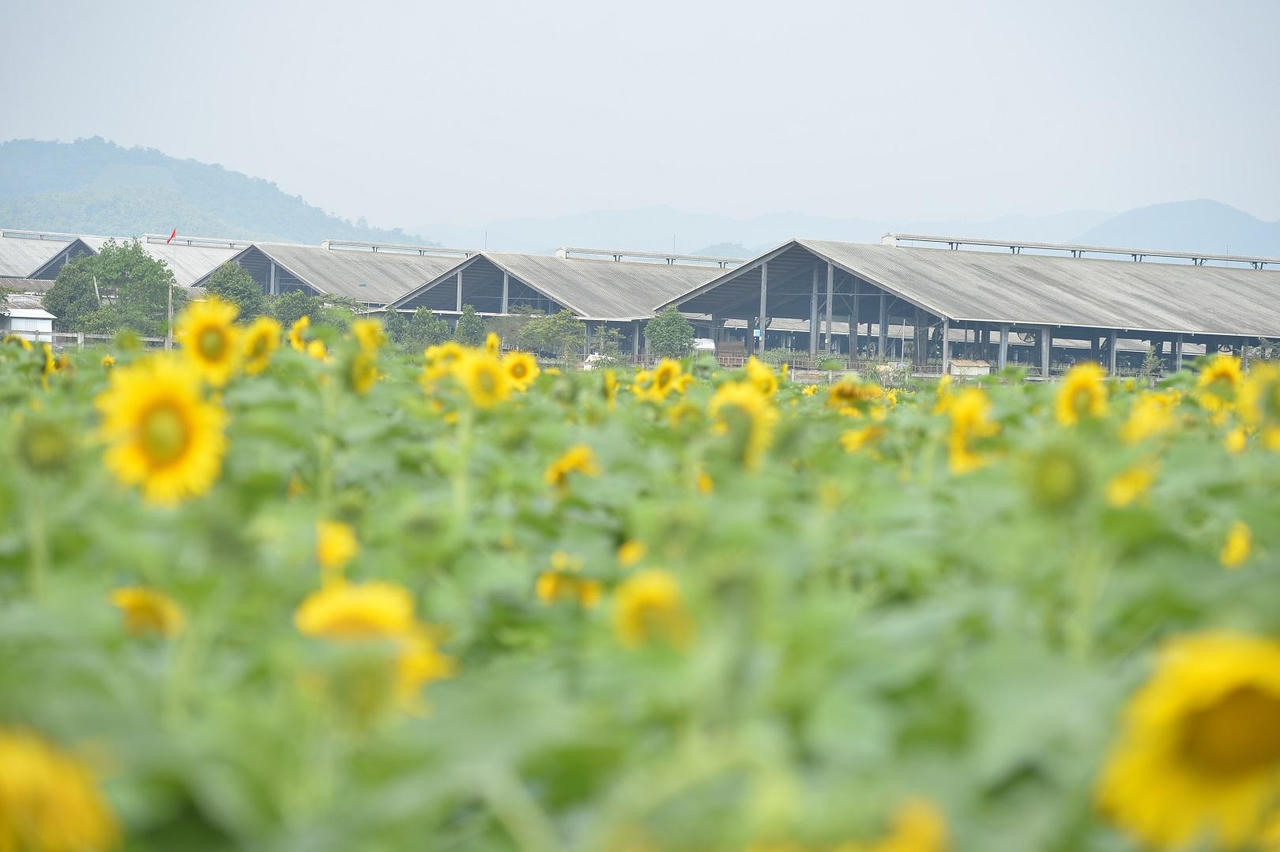 Lạc bước trên cánh đồng cỏ mombasa lớn nhất thế giới