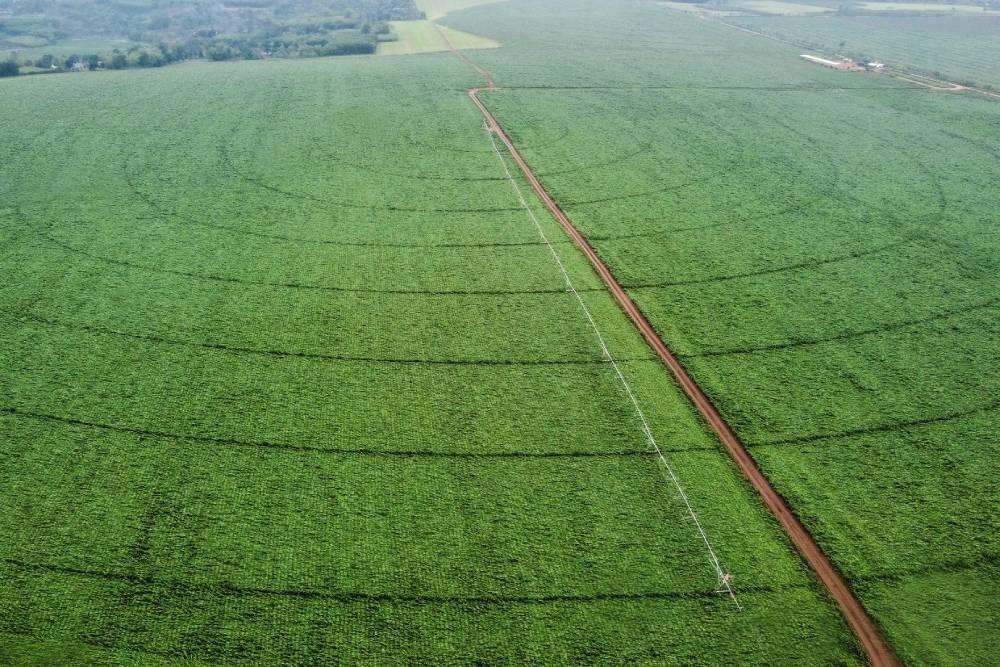 Lạc bước trên cánh đồng cỏ mombasa lớn nhất thế giới