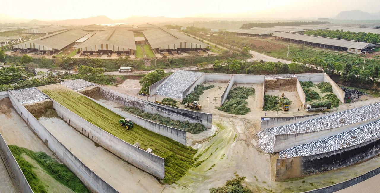 Lạc bước trên cánh đồng cỏ mombasa lớn nhất thế giới