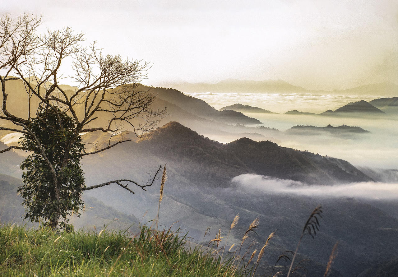 Tập đoàn TH: Hành trình đưa tinh hoa thảo dược ngàn năm vào tách trà mỗi ngày