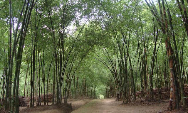 Người phụ nữ mê tre và tâm huyết nối dài “bức tường xanh” trên những vùng đất khô cằn