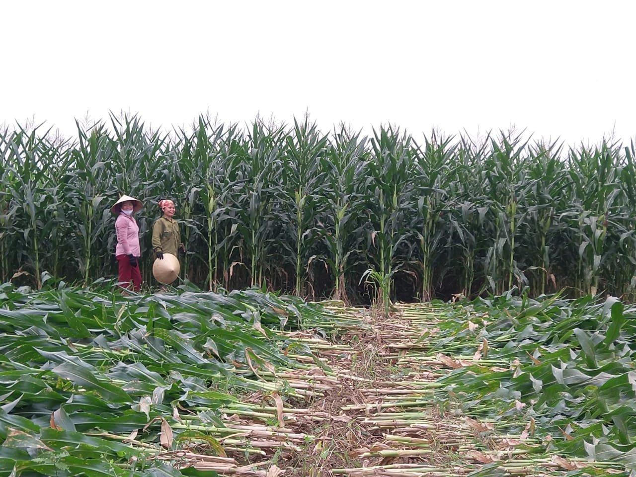 Tập đoàn TH: Thực thi ESG trong chiến lược phát triển bền vững và kinh tế tuần hoàn