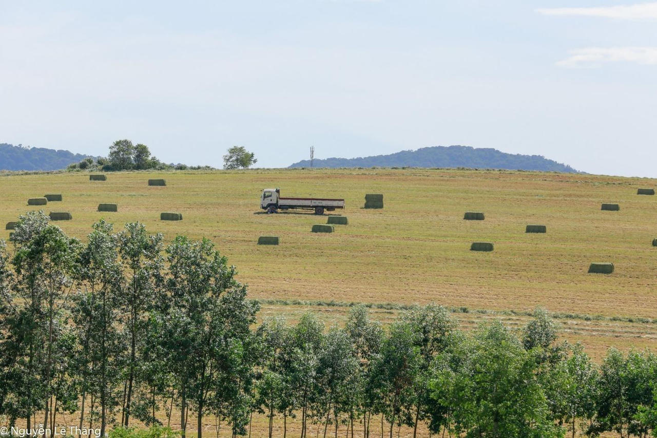 Đồng cỏ hơn 2.300 ha ven đường Hồ Chí Minh thành điểm check-in