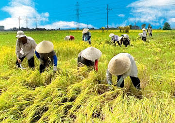 Tìm cách để nông dân cũng được hưởng lương hưu