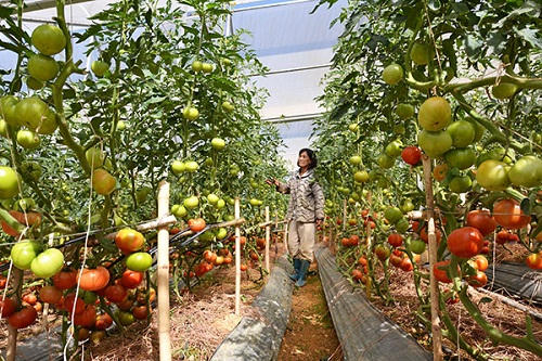 Cần chính sách bảo vệ hàng nông sản của Việt Nam