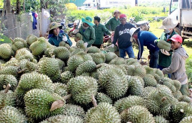 Cần chính sách kết nối sản xuất và tiêu thụ nông sản cho Tây Nguyên trong đại dịch COVID-19