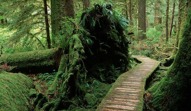 Báo động toàn cầu về “Mafia gỗ nghìn tuổi“