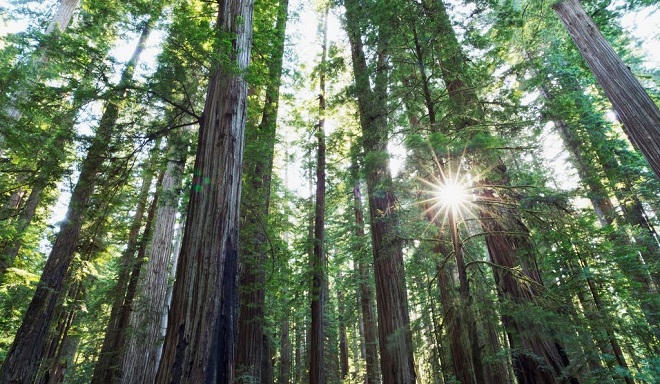 Báo động toàn cầu về “Mafia gỗ nghìn tuổi“