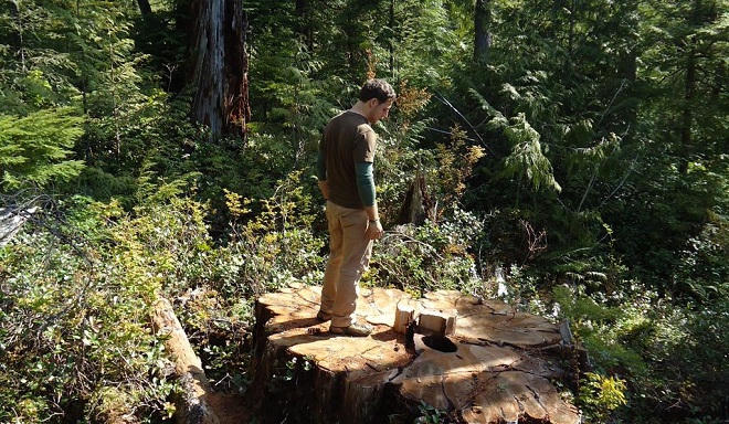 Báo động toàn cầu về “Mafia gỗ nghìn tuổi“