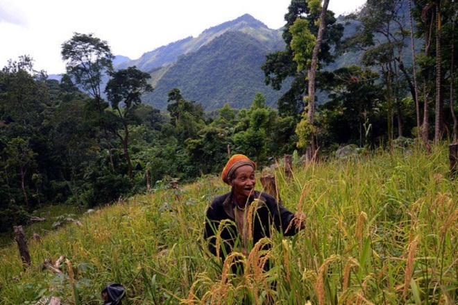 Kỳ lạ ông lão mấy chục năm sống một mình chốn rừng thiêng nước độc
