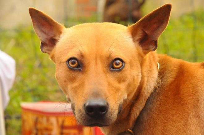 Trên thế giới, có những loài chó cực quý 