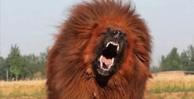 Trên thế giới, có những loài chó cực quý 