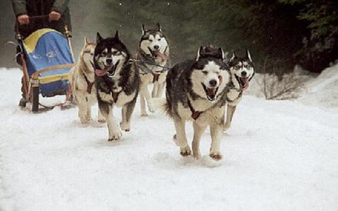 Trên thế giới, có những loài chó cực quý 