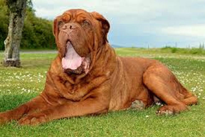 Trên thế giới, có những loài chó cực quý 