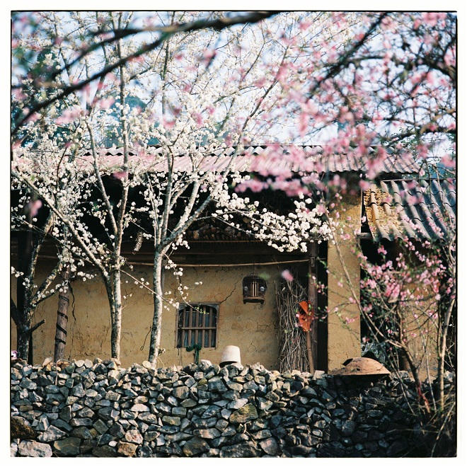 Bộ ảnh phim tuyệt đẹp về cao nguyên Hà Giang mùa xuân