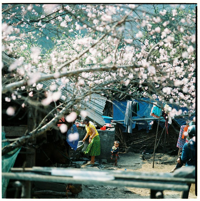 Bộ ảnh phim tuyệt đẹp về cao nguyên Hà Giang mùa xuân