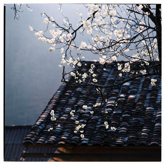 Bộ ảnh phim tuyệt đẹp về cao nguyên Hà Giang mùa xuân