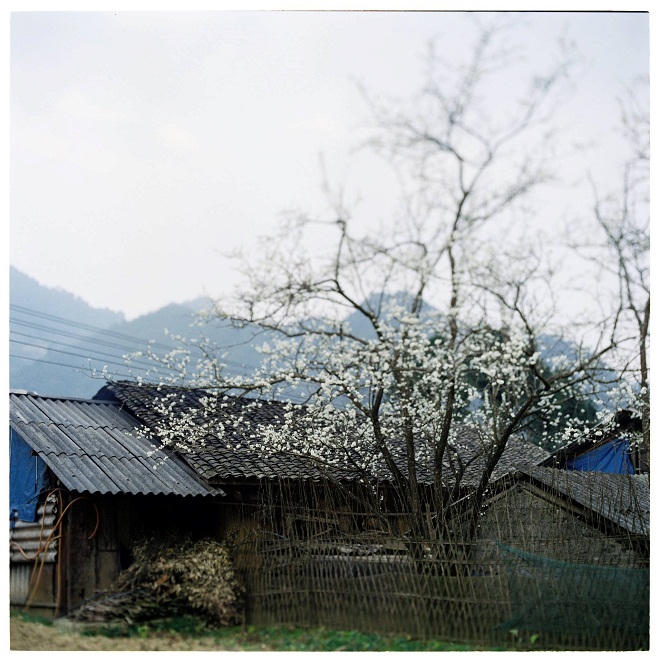 Bộ ảnh phim tuyệt đẹp về cao nguyên Hà Giang mùa xuân