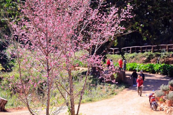 Nhiều điểm vui chơi “chất phát ngất” ở Đà Lạt