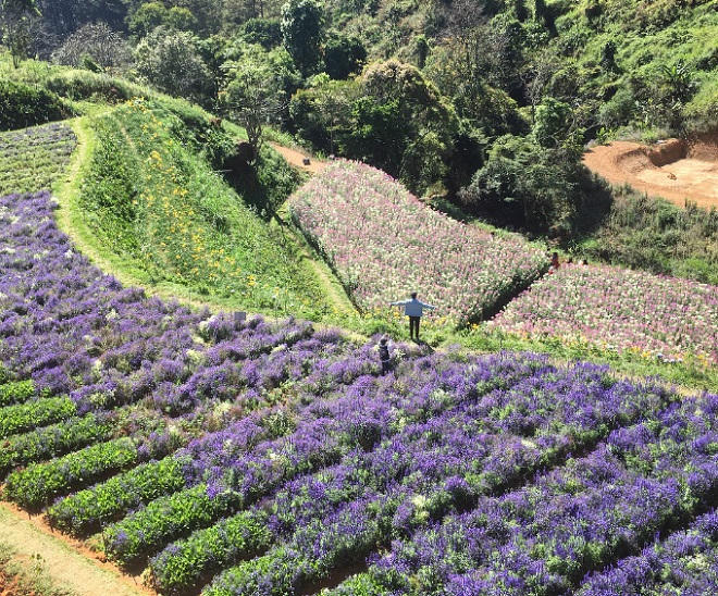 Nhiều điểm vui chơi “chất phát ngất” ở Đà Lạt