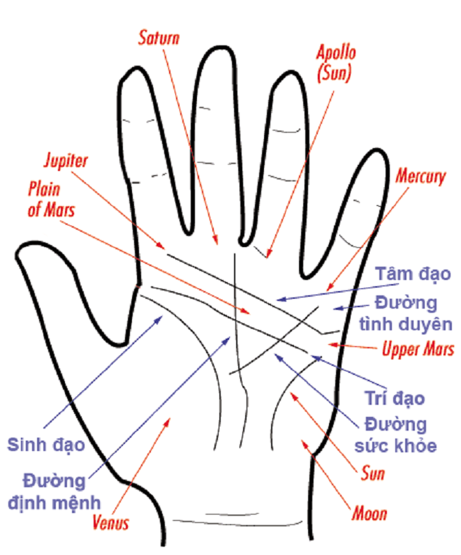Thử lý giải những đường chỉ liên quan đến hôn nhân trên bàn tay