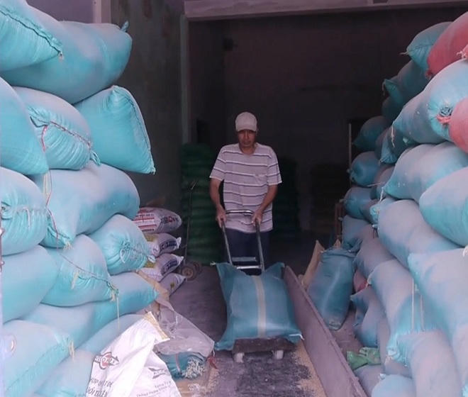 Nhiều người “nhận bừa”, 3 cây vàng trong bao lúa chưa có chủ